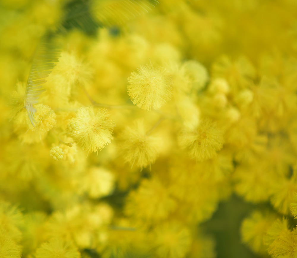 Una mimosa per te